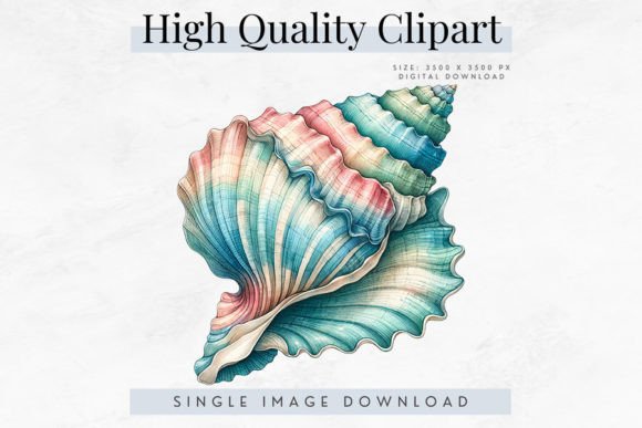 Download High Quality Seashell Clipart - Art Collection