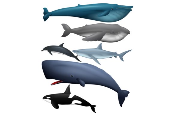 Download Marine Life Animals Clipart - Art Collection