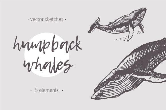 Download Sketches of Humpback Whales - Whales Collection